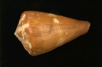 藏品(旗幟芋螺)的圖片